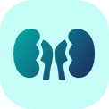 Kidney