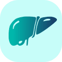 Liver